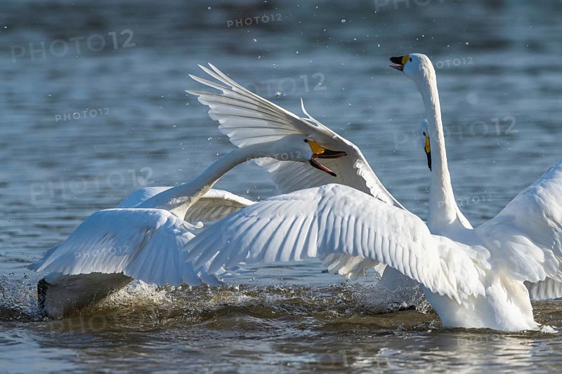 Tundra Swan, Bewick's Swan, Cygnus columbianus, birds in fight at winter in Slimbridge, England, United Kingdom, Europe