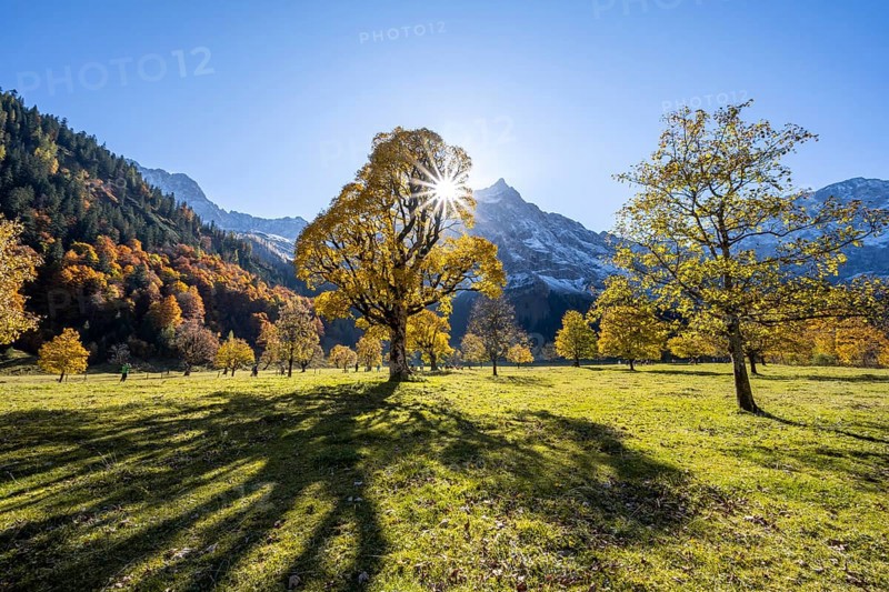 Sycamore maple with autumnal yellow foliage and Solaster endeca, large maple base in autumn, rocky mountain peaks with Spritzkarspitze in the background, Rißtal in the Eng, Tyrol, Austria, Europe