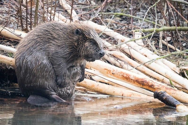 A beaver (Castor fibre) sits by the water surrounded by gnawed branches in a humid environment, Hesse, Germany, Europe