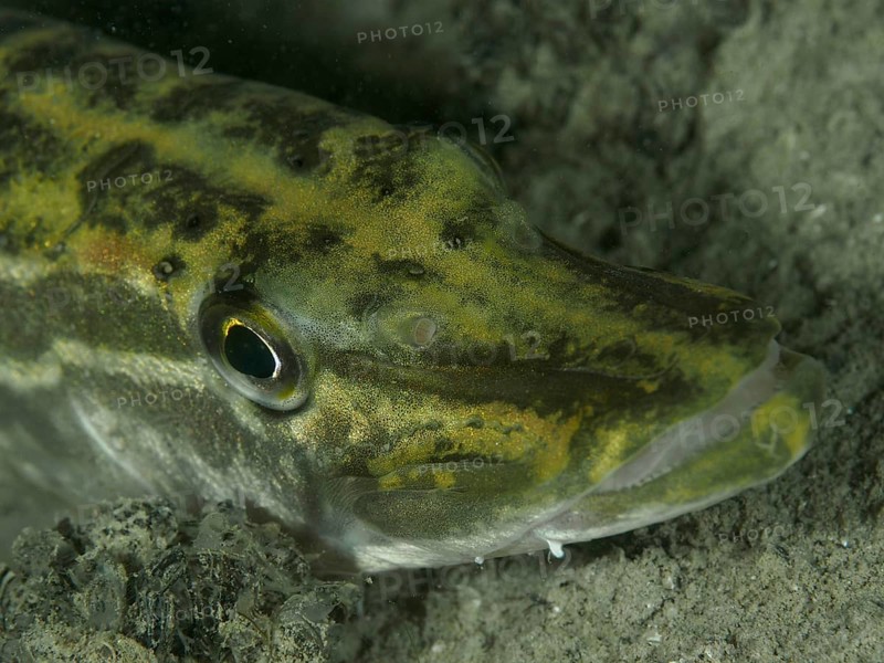 Close-up of a pike (Esox lucius) on a sandy bottom, dive site Großer Parkplatz, Herrliberg, Lake Zurich, Canton Zurich, Switzerland, Europe