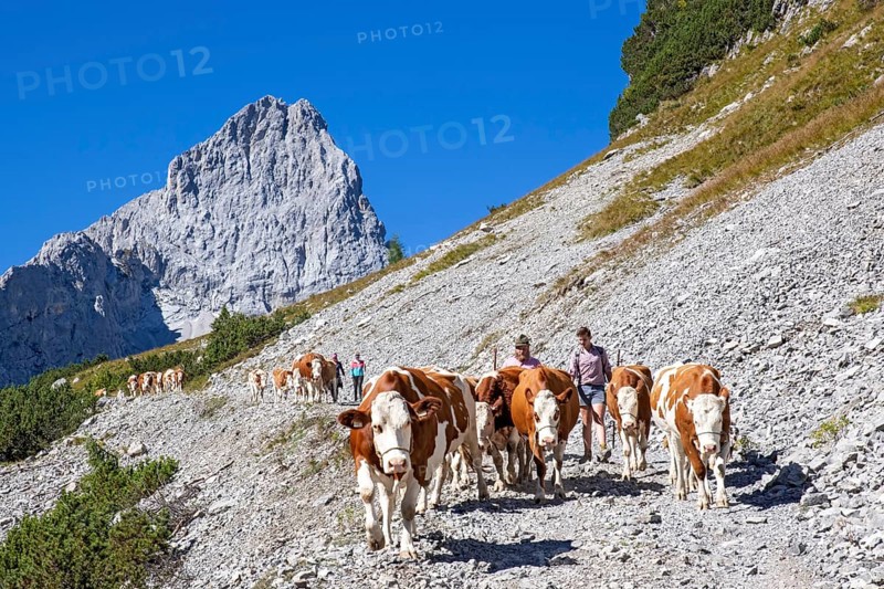 Alpine pasture drive through the Stallental, behind it the Lamsenspitze, autumn, Stallental, Karwendel Mountains, Tyrol, Austria, Europe