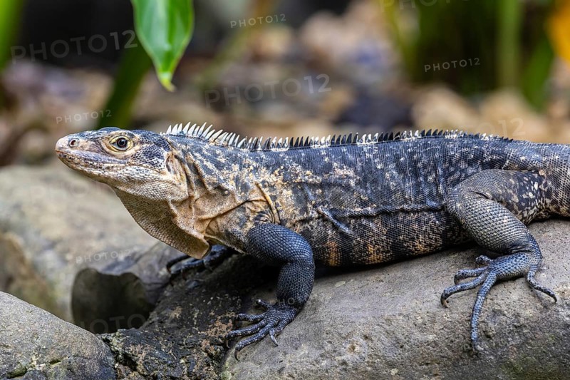Common black iguana (Ctenosaura similis), Dominical, Puentarenas, Costa Rica, Central America