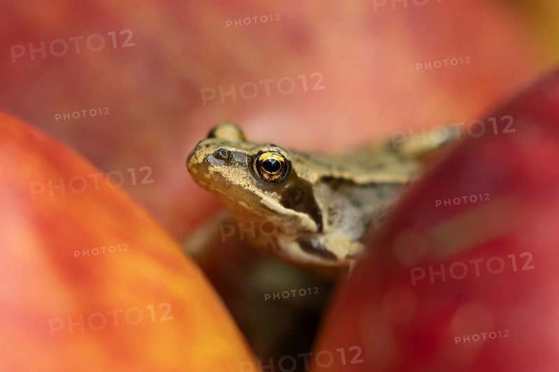 Common frog (Rana temporaria) adult amphibian amongst fallen apples in a garden in summer, England, United Kingdom, Europe