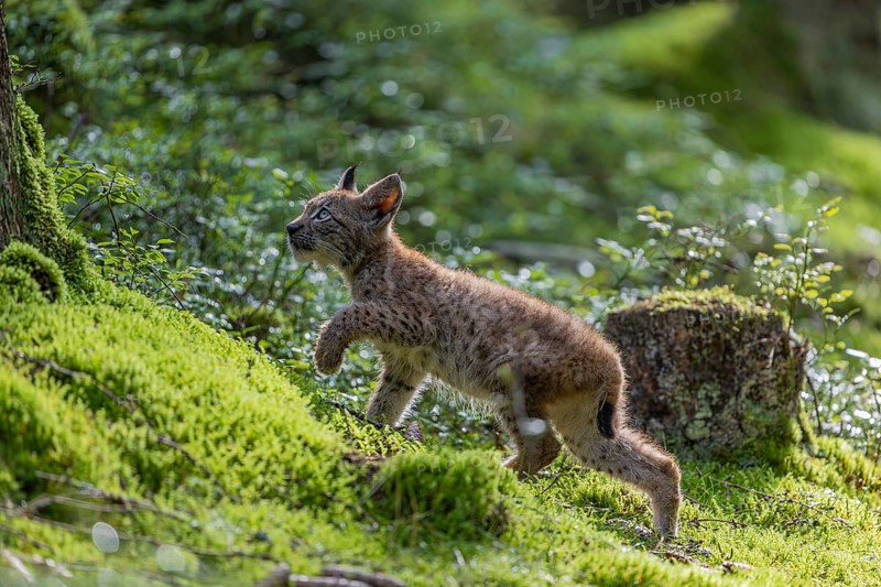 One young (10 weeks old) male Eurasian lynx, (Lynx lynx), walking over a mossy, wet forest floor. Backlit condition
