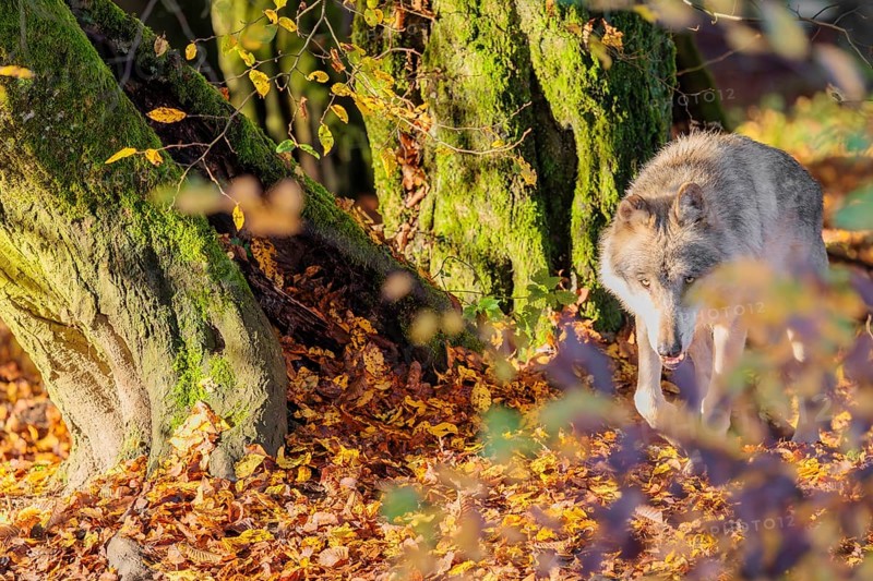 An adult male grey wolf (Canis lupus lupus) runs across a leaf covered meadow at the edge of the autumnal forest