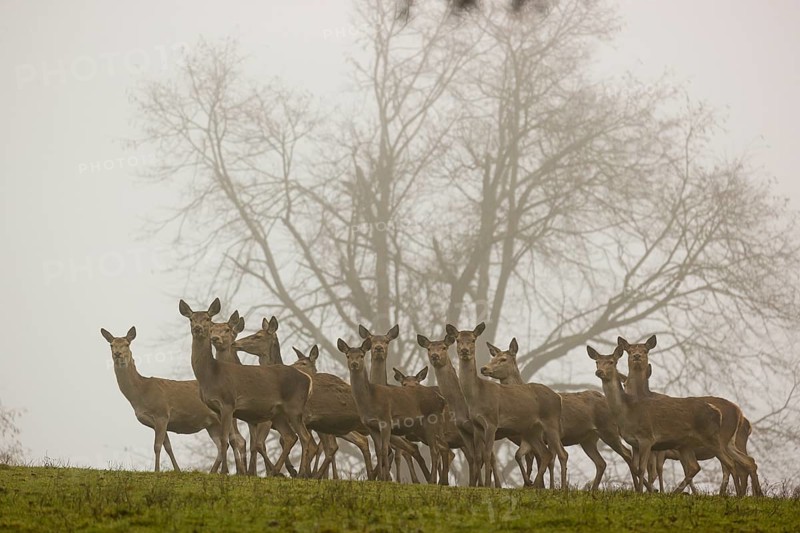 A big herd of red deer (Cervus elaphus) stand in a meadow on a foggy day, looking to the camera