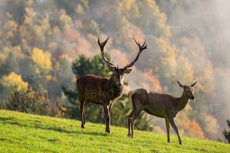 A red deer stag (Cervus elaphus) and a hind run across a meadow. A forest with autumn leaves can be seen in the background. Wisps of mist drift over the forest