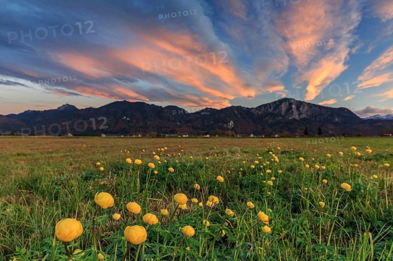 Troll flowers (Trollius europaeus), evening light, cloudy mood, autumn, autumn blossom, climate change, Loisach-Lake Kochel moor, Bavaria, Germany, Europe