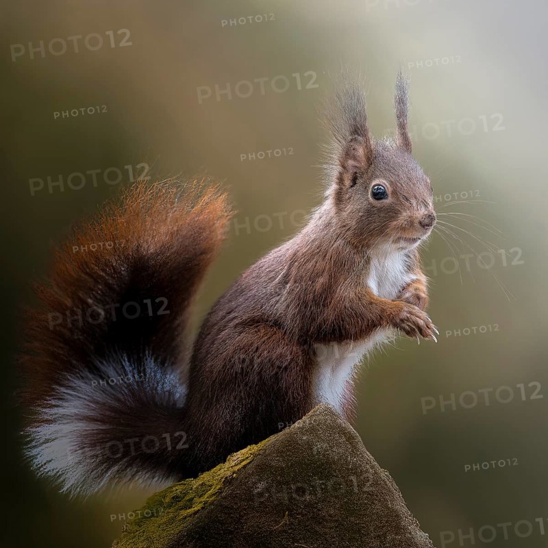 Eurasian squirrel (Sciurus) with unusual fur colour, tail with white stripe, standing on a mossy stone, curiously looking to the right, close-up, with brush ears, background blurred, earthy, incidence of light, Rombergpark Dortmund, North Rhine-Westphalia, Germany, Europe