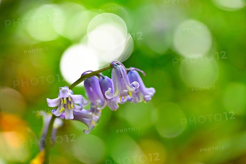 Flowering wood hyacinth (Hyacinthoides non-scripta), Lower Rhine, North Rhine-Westphalia, Germany, Europe