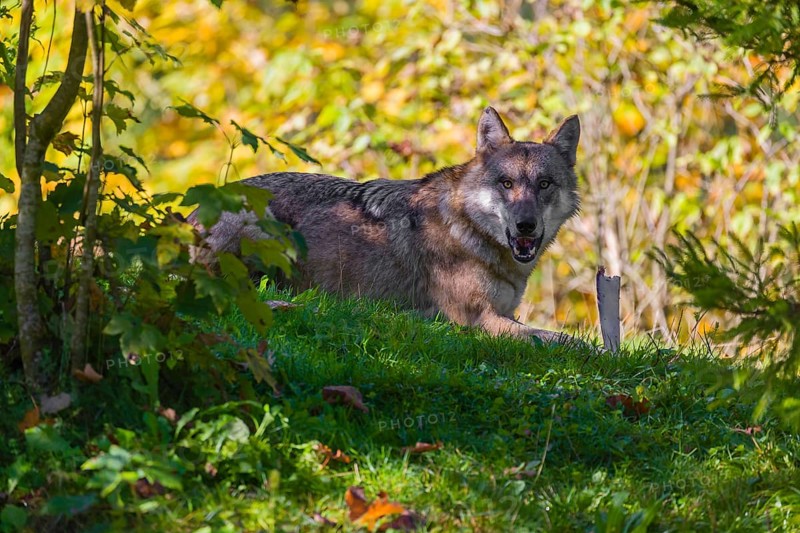 A eurasian gray wolf (Canis lupus lupus) lies on a meadow and chewing a bone