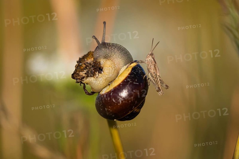Common garden snail (Cornu aspersum) (Helix aspersa), on a dead plant stalk, and sitting on its shell a Common Field Grasshopper (Chorthippus brunneus), Hesse, Germany, Europe