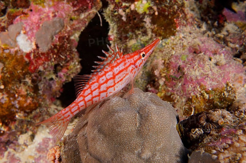 Red and white striped Longnose Hawkfish (Oxycirrhites typus) Longnose Hawkfish LaNaBüBa, with spiny fin on coral reef, dive site Utopia, El Quesir, Egypt, Red Sea, Africa