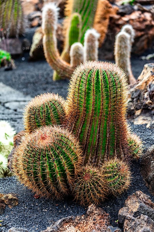 2016, Guatiza, Lanzarote, Jardin de Cactus by Cesar Manrique, ESP, Spain, Canary Islands, Canary Islands, Atlantic Ocean, Lanzarote, biosphere reserve, volcano, volcanism, volcanic island, island, recording date, Europe