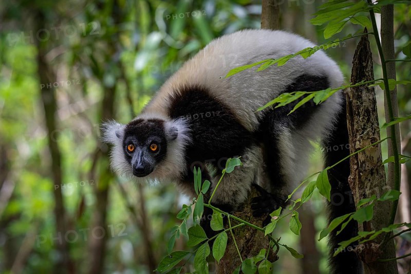 Black and white ruffed lemur (Variecea variegata) in the rainforests of eastern Madagascar