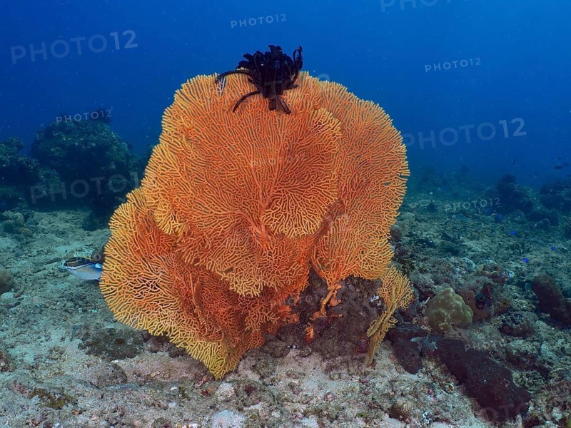 A strong giant fan coral (Annella mollis) on the seabed in turquoise-coloured water, Magic Forest dive site, Penyapangan, Bali, Indonesia, Asia