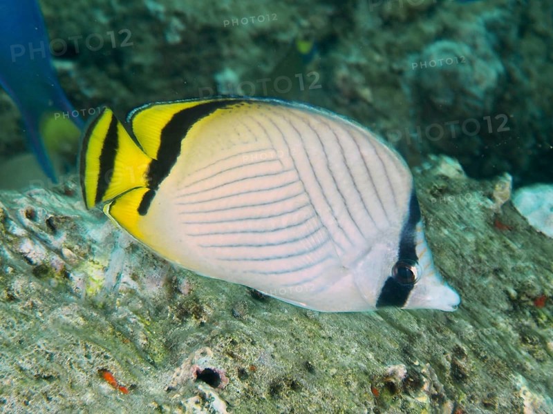 An elegant fish with yellow and black stripes, vagabond butterflyfish (Chaetodon vagabundus), swimming past corals, dive site Gondol Reef, Gondol, Bali, Indonesia, Asia