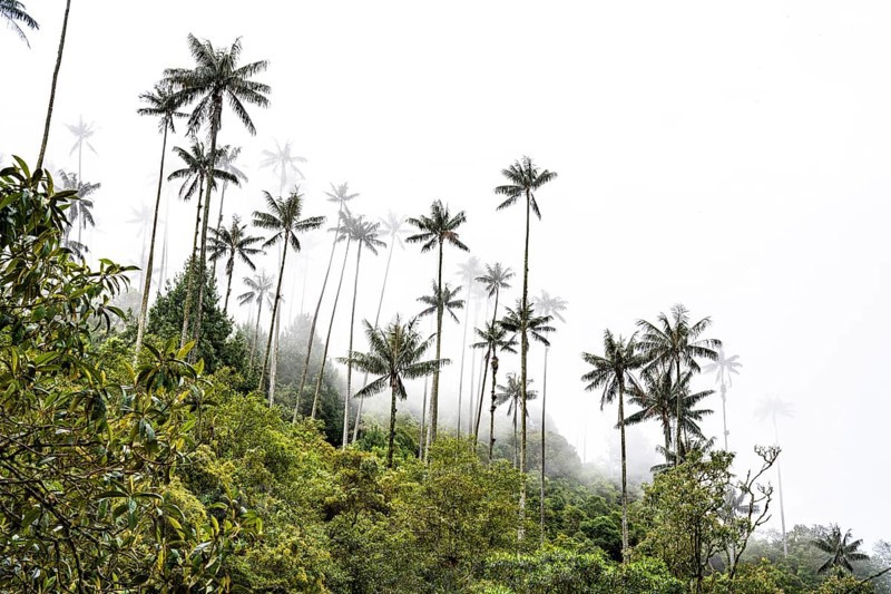 Quindio wax palm (ceroxylon quindiuense), Cocora Valley, Salento, Quindio, Colombia, South America