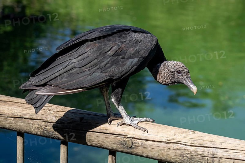 Black vulture (Coragyps atratus), Aviario Nacional de Colombia, Via Baru, Province of Cartagena, Bolivar, Colombi