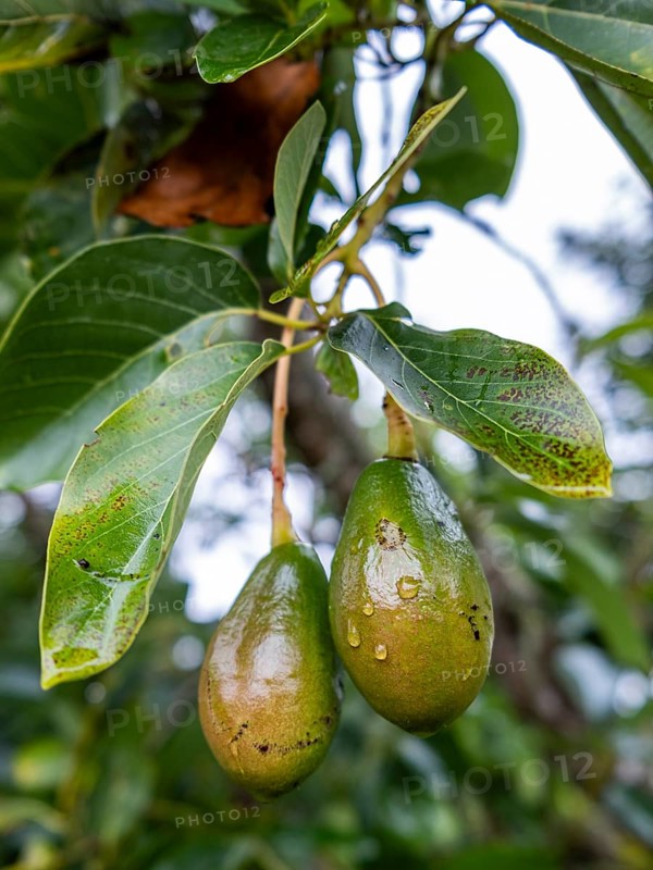 Avocados, Finca Buenos Aires Coffee Tour, Cocora Valley, Salento, Quindio, Colombia, South America
