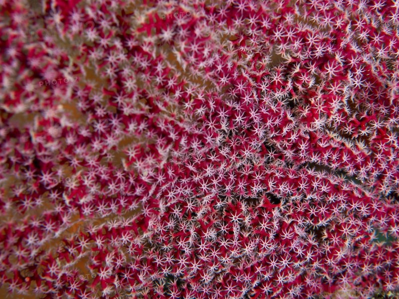 Dense red coral with star-shaped details and intense pattern, close-up of Red Knot Fan (Melithaea ochracea), dive site Twin Reef, Penyapangan, Bali, Indonesia, Asia