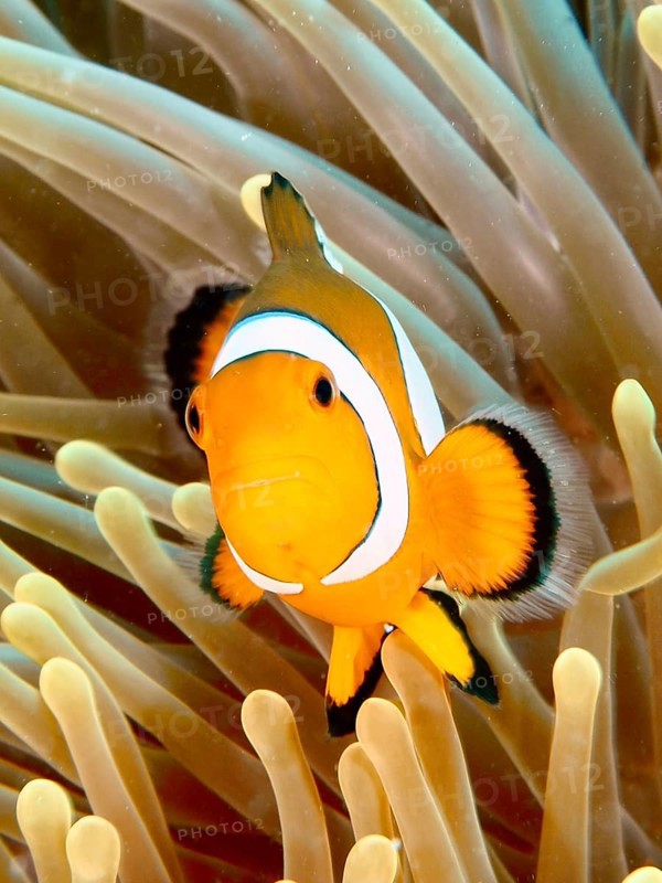 An Ocellaris Clownfish (Amphiprion ocellaris), Nemo, between tentacles of a sea anemone, in the foreground of the tropical underwater world, dive site Twin Reef, Penyapangan, Bali, Indonesia, Asia