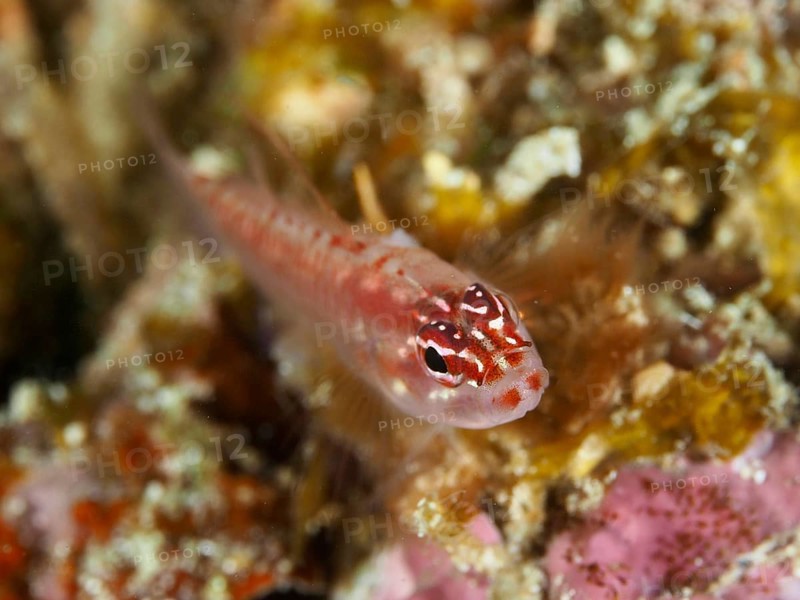 A small, colourful fish, hairfin dwarf goby (Eviota prasites), resting on the bottom with colourful background, dive site Spice Reef, Penyapangan, Bali, Indonesia, Asia