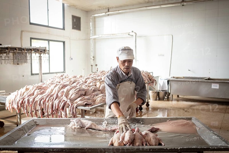 Production of salted ducks factory Nan Jing Ying Tao Yo Co. Ltd., for consumption in restaurants but also for sale as durable products as souvenirs, the frozen ducks come from the duck farms, are salted, brined, dried and scalded, Nanjing, China, Asia