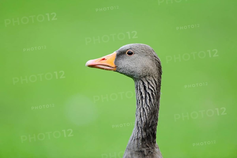 Grey goose with long neck and orange beak against a green background, greylag goose (Anser anser), Franconia
