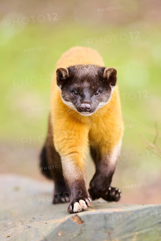 Yellow-throated marten (Martes flavigula) on an old tree trunk, Germany, Europe