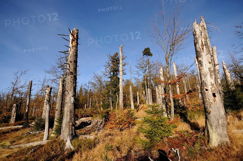 Forest with tall, dead trees in the sunlight and autumnal surroundings, Lusen, Bavarian Forest National Park