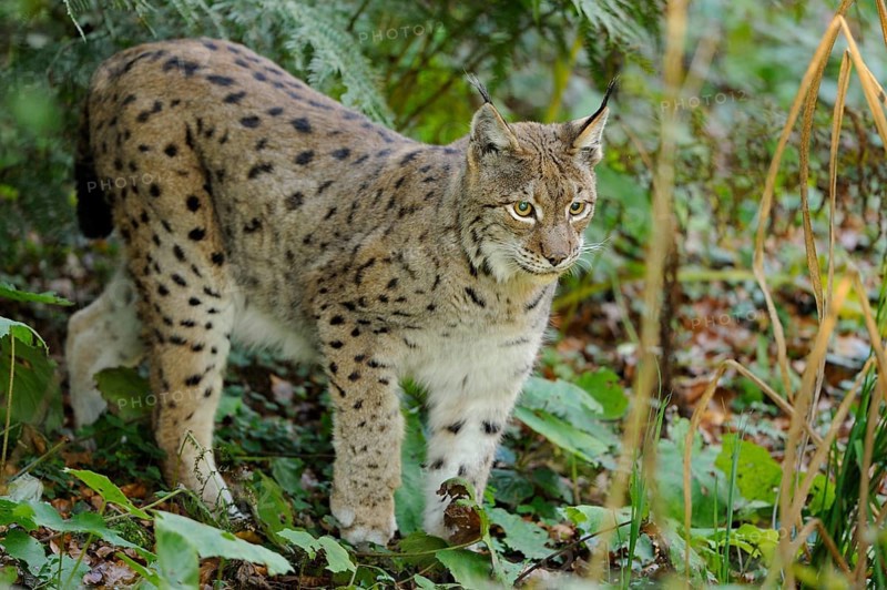 A lynx runs through a green forest with dense foliage and an alert expression, Eurasian lynx (Lynx lynx), Bavarian Forest National Park
