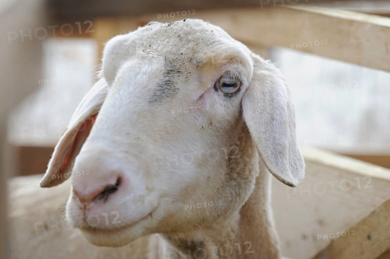 A white sheep looks calmly into the camera, surrounded by a wooden fence, domestic sheep (Ovis orientalis aries), Franconia