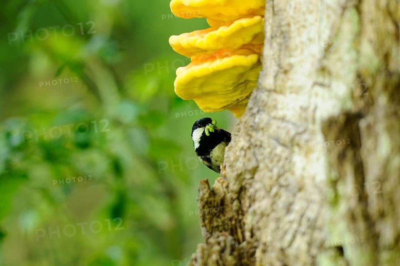 A small bird looks curiously out of a tree with a yellow mushroom in the background, Fir tit (Periparus ater), Bavaria