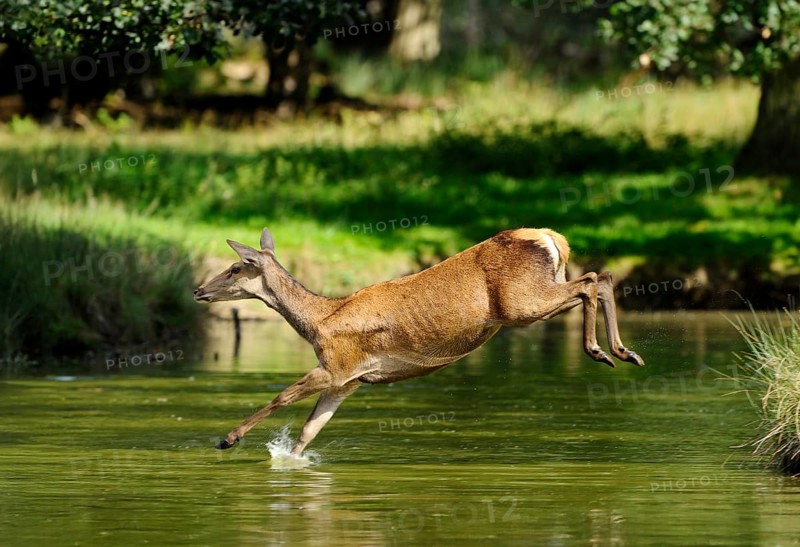 A doe leaps powerfully out of the water over the edge, red deer (Cervus elaphus), Bavaria