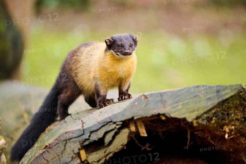 Yellow-throated marten (Martes flavigula) on an old tree trunk, Germany, Europe