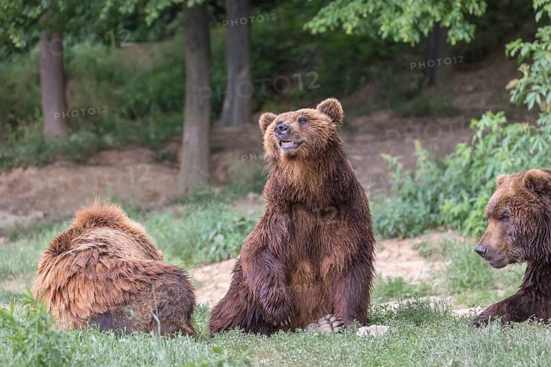 Three Kamchatka brown bears (Ursus arctos piscator), resting in a forest. Some green vegetation in the background
