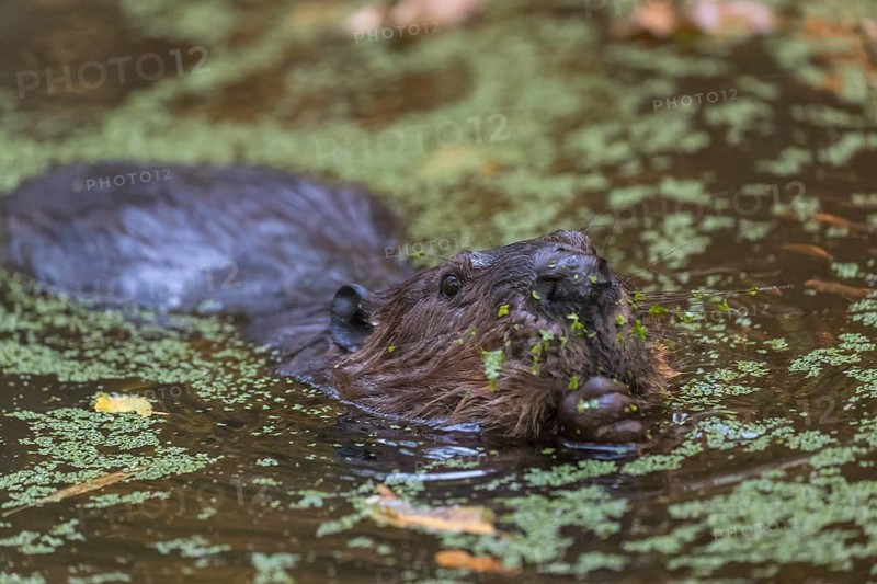 One North American beaver or Canadian beaver, Castor canadensis, swimming through a pond covered with green Lemna minor, the common duckweed