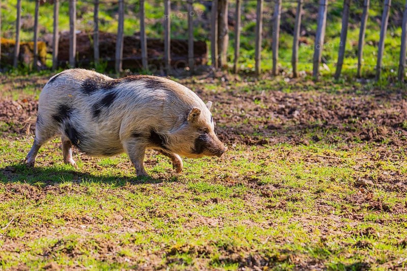 One Minipig, Sus scrofa domesticus, stands in a meadow, searching for food
