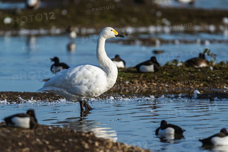 Tundra Swan, Bewick's Swan, Cygnus columbianus at winter in Slimbridge, England, United Kingdom, Europe