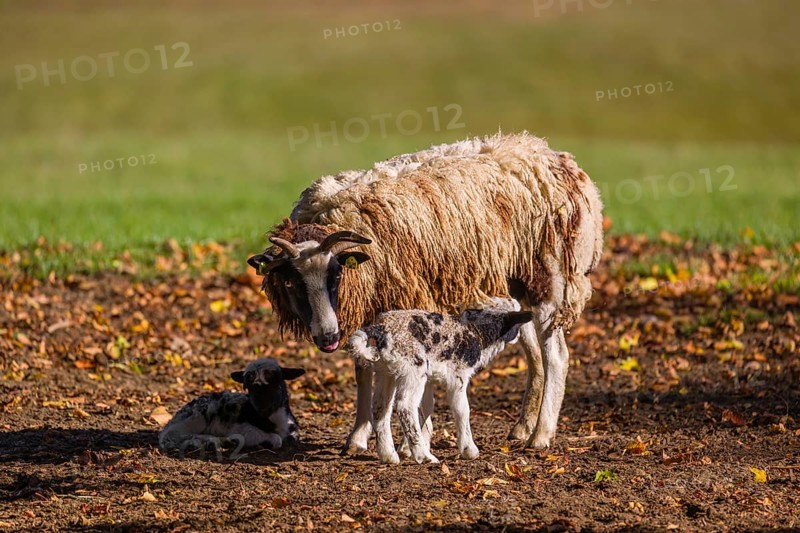A female Jacob sheep (Ovis ammon F. aries) with two lambs stands in a meadow on fallen leaves and suckles one of the lambs