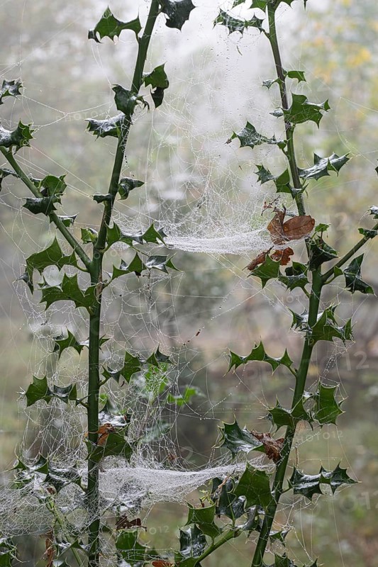 Spider webs on holly (Ilex aquifolium), Emsland, Lower Saxony, Germany, Europe