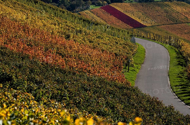 Road, path, through vineyard, vines, grapevines, wine growing, autumn colours, autumn, Kappelberg, Fellbach, Waiblingen, Baden-Württemberg, Germany, Europe