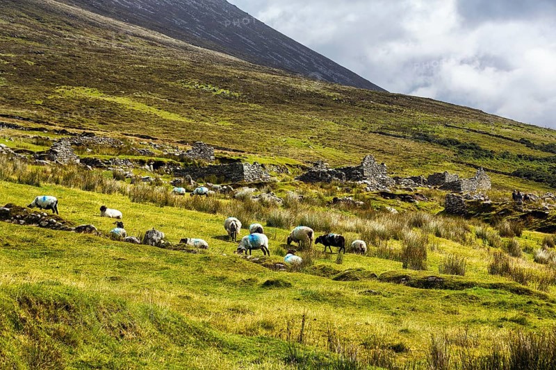 Sheep grazing in front of ruins, stone houses in a meadow, abandoned village, settlement near Slievemore, Acaill, Achill Island, Mayo, Ireland, Europe