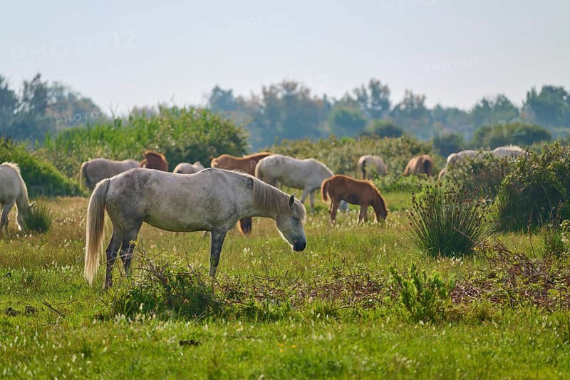 White Camargue horse herd with foals grazing on a green pasture under a cloudy sky, surrounded by trees, Camargue, France, Europe