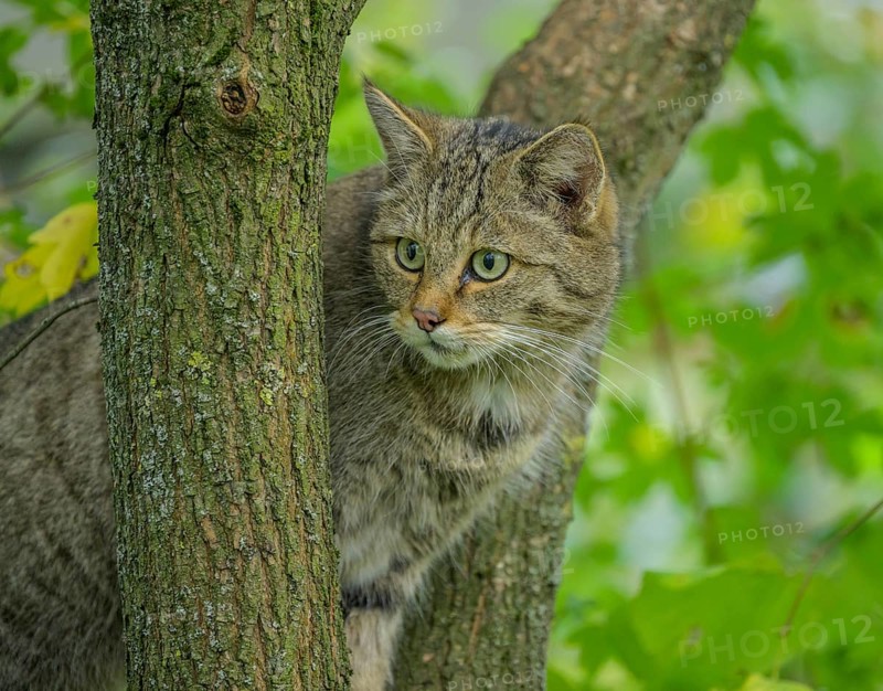 European wildcat or forest cat (Felis silvestris) in the wildcat enclosure at the Thayatal National Park House, Hardegg, Lower Austria, Austria, Europe