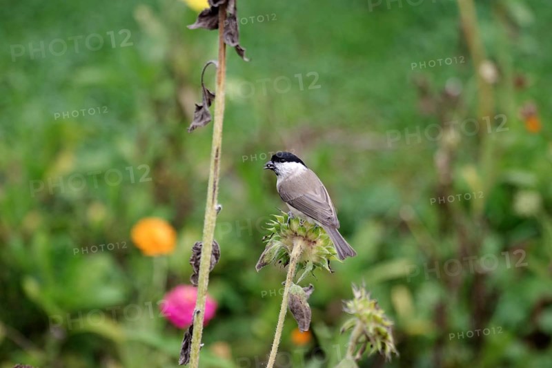 Marsh tit (Poecile palustris), songbird, sunflower, foraging, colour, autumn, The marsh tit finds sunflower seeds in a faded sunflower in the garden