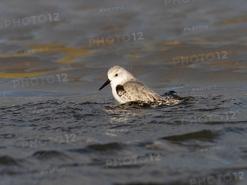 Sanderling (Calidris alba), bathing in a sea pool, island of Texel, Holland