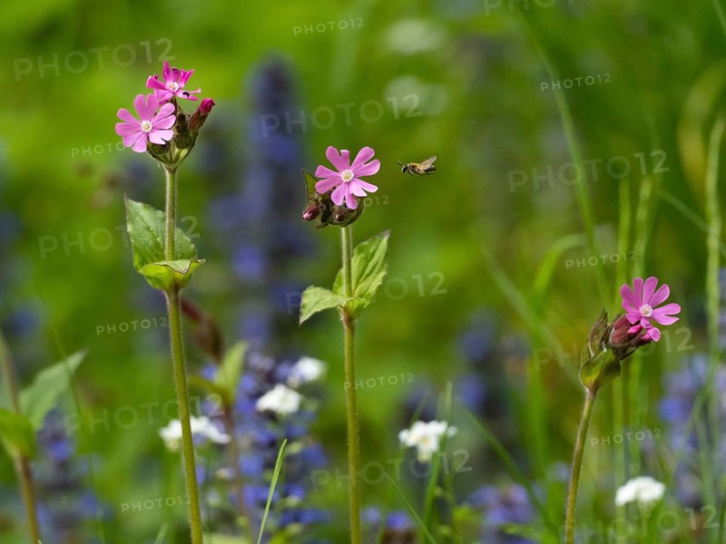 Red campion (Silene dioica), flowers, one being approached by an insect in flight, Hesse, Germany, Europe