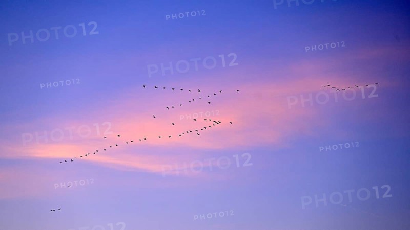 White-fronted goose (Anser albifrons), a flock of wild geese flies at dawn, Lower Rhine, North Rhine-Westphalia, Germany, Europe